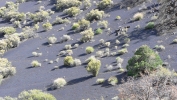 PICTURES/Strawberry Crater/t_Plants & Shadows.JPG